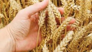 مصر: إنتاج ١١٢ طن تقاوي لمحصول القمح و١١٣ فدان لتقاوي الأرز،