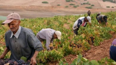 الجزائر: فرض ضريبة على الفلاحين..والحكومة: لا تهدف لزيادة العبء