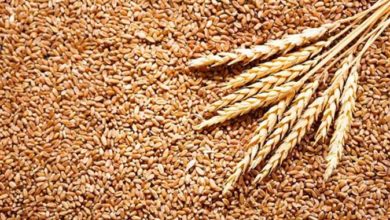 بعد حظر الهند تصديره .. أسعار القمح تصل لمستوى قياسي