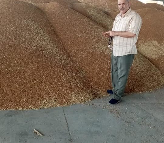 "فيديو" الزراعة المصرية" : مواصلة حصاد القمح في توشكى خلال أيام العيد