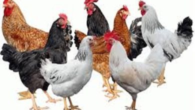 أسعار الدواجن والبيض اليوم
