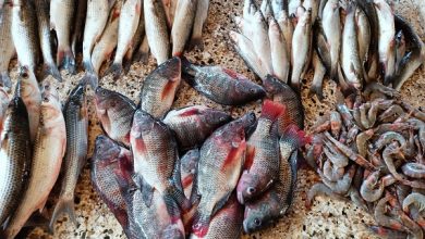 أسعار الأسماك اليوم السبت
