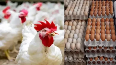أسعار الدواجن والبيض اليوم