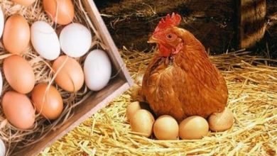أسعار الدواجن والبيض اليوم