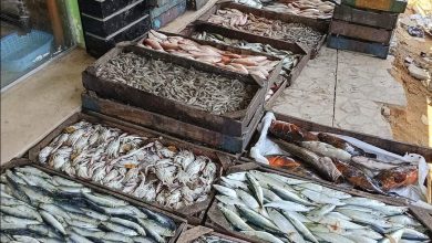 أسعار الأسماك اليوم الثلاثاء