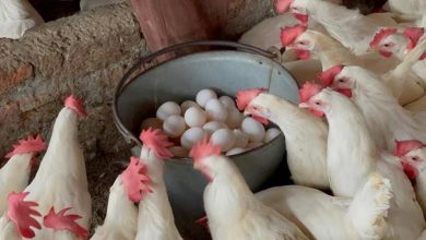 أسعار الدواجن والبيض اليوم