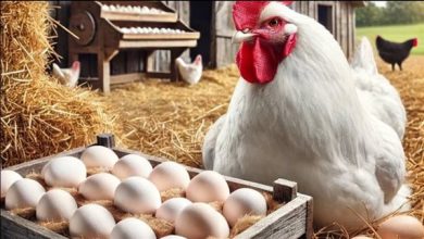 أسعار الدواجن والبيض اليوم