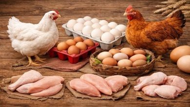 أسعار الدواجن والبيض اليوم