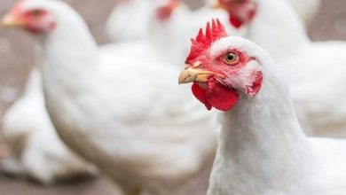 أسعار الدواجن والبيض اليوم