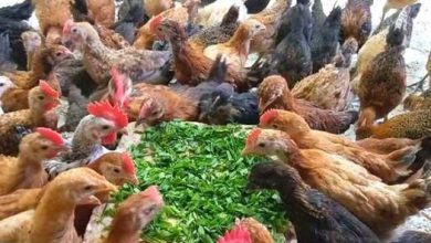 أسعار الدواجن والبيض اليوم