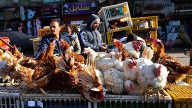 أسعار الدواجن والبيض اليوم