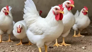 أسعار الدواجن والبيض اليوم