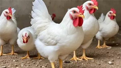 أسعار الدواجن والبيض اليوم الأحد