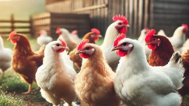 أسعار الدواجن والبيض اليوم