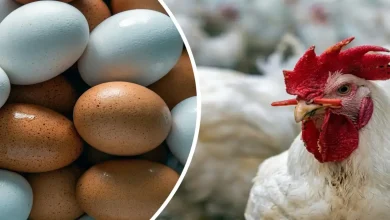 أسعار الدواجن والبيض اليوم