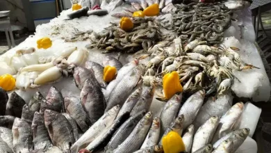أسعار الأسماك اليوم الثلاثاء