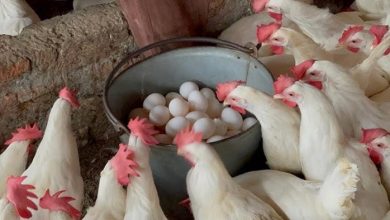 أسعار الدواجن والبيض اليوم