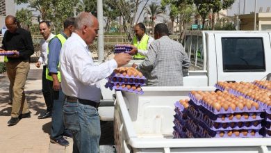 وزارة الزراعة تُطلق قوافل منافذ متنقلة لبيع بيض المائدة بتخفيضات 25%