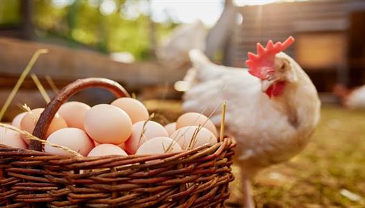أسعار الدواجن والبيض اليوم